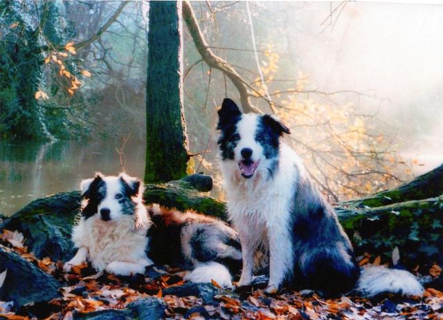 Holly, Lily, Coco and Amber