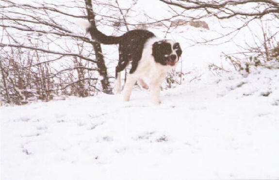 Fletch in the snow