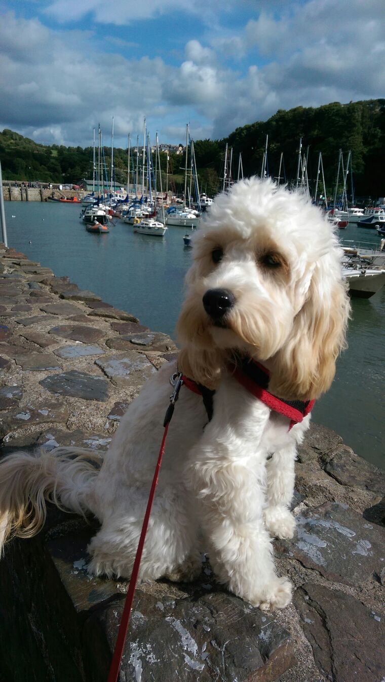 Cockapoo on Sea Wall