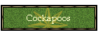 Cockapoos