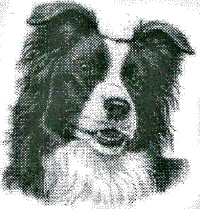 Collie