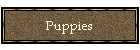 Puppies